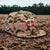 Minnesota Twins New Era 59FIFTY Duck Camo 1987 World Series Hat 7 1/4 Fitted